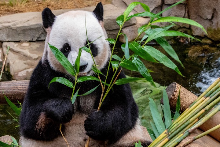 5 Расширенных возможностей Pandas и как ими пользоваться