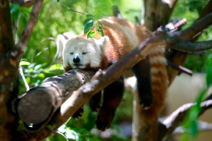 Одно слово для «быстрой» Pandas